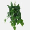 Artificial Plant 45*65cm Anthurium *10 hanging GS-14523015 Leaves&Sprays&Foliages YeahFlower is one of Chinese leading OEM manufacturers and exporters , supplying the silk flowers, wholesale artificial trees