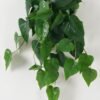 Artificial Plant 45*65cm Anthurium *10 hanging GS-14523015 Leaves&Sprays&Foliages YeahFlower is one of Chinese leading OEM manufacturers and exporters , supplying the silk flowers, wholesale artificial trees