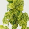 Artificial Plant 47*63cm Evergreen *10 hanging GS-14523010 Leaves&Sprays&Foliages YeahFlower is one of Chinese leading OEM manufacturers and exporters , supplying the silk flowers, wholesale artificial trees