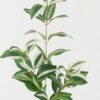 Artificial Plant 20*20*74cm Eyebrow leaf *3 bush GS-65723007 Leaves&Sprays&Foliages YeahFlower is one of Chinese leading OEM manufacturers and exporters , supplying the silk flowers, wholesale artificial trees