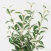 Artificial Plant 30*30*60cm Eyebrow leaf *4 bush GS-65723004 Leaves&Sprays&Foliages YeahFlower is one of Chinese leading OEM manufacturers and exporters , supplying the silk flowers, wholesale artificial trees