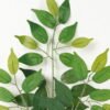 Artificial Plant 35*35*61cm Ficophyllum *3 single stem GS-15123001 Leaves&Sprays&Foliages YeahFlower is one of Chinese leading OEM manufacturers and exporters , supplying the silk flowers, wholesale artificial trees
