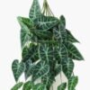 Artificial Plant 40*65cm Leaf *10 hanging GS-14523002 Leaves&Sprays&Foliages YeahFlower is one of Chinese leading OEM manufacturers and exporters , supplying the silk flowers, wholesale artificial trees
