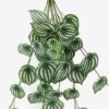 Artificial Plant 30*65cm Leaf *10 hanging GS-14523004 Leaves&Sprays&Foliages YeahFlower is one of Chinese leading OEM manufacturers and exporters , supplying the silk flowers, wholesale artificial trees