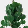 Artificial Plant 33*69cm Leaf *10 hanging GS-14523007 Leaves&Sprays&Foliages YeahFlower is one of Chinese leading OEM manufacturers and exporters , supplying the silk flowers, wholesale artificial trees