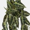 Artificial Plant 45*67cm Leaf *10 hanging GS-14523012 Leaves&Sprays&Foliages YeahFlower is one of Chinese leading OEM manufacturers and exporters , supplying the silk flowers, wholesale artificial trees