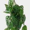 Artificial Plant 34*66cm Monstera *10 hanging GS-14523008 Leaves&Sprays&Foliages YeahFlower is one of Chinese leading OEM manufacturers and exporters , supplying the silk flowers, wholesale artificial trees