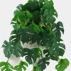 Artificial Plant 30*65cm Monstera *10 hanging GS-14523011 Leaves&Sprays&Foliages YeahFlower is one of Chinese leading OEM manufacturers and exporters , supplying the silk flowers, wholesale artificial trees