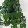 Artificial Plant 60*65cm Monstera *9 hanging GS-14523014-G2 Leaves&Sprays&Foliages YeahFlower is one of Chinese leading OEM manufacturers and exporters , supplying the silk flowers, wholesale artificial trees