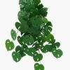 Artificial Plant 60*65cm Monstera *9 hanging GS-14523014 Leaves&Sprays&Foliages YeahFlower is one of Chinese leading OEM manufacturers and exporters , supplying the silk flowers, wholesale artificial trees