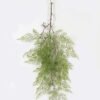 Artificial Plant 56*99cm Pteris leaf single stem GS-48423005 Leaves&Sprays&Foliages YeahFlower is one of Chinese leading OEM manufacturers and exporters , supplying the silk flowers, wholesale artificial trees