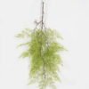 Artificial Plant 56*99cm Pteris leaf single stem GS-48423005 Leaves&Sprays&Foliages YeahFlower is one of Chinese leading OEM manufacturers and exporters , supplying the silk flowers, wholesale artificial trees