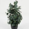 Artificial Table Plants 60cm Eucalyptus leaves in PP pot GS-59522019 Potted Flowers&Plants YeahFlower is one of Chinese leading OEM manufacturers and exporters , supplying the silk flowers, wholesale artificial trees