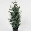 Artificial Table Plants 90cm Eucalyptus leaves in PP pot GS-59522018 Potted Flowers&Plants YeahFlower is one of Chinese leading OEM manufacturers and exporters , supplying the silk flowers, wholesale artificial trees