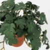 Artificial Table Plants 26*19*15CM Monstera Leaves In Plastic Pot GS-47120022-G1 Potted Flowers&Plants YeahFlower is one of Chinese leading OEM manufacturers and exporters , supplying the silk flowers, wholesale artificial trees