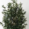 Artificial Tree 60*60*122cm Olive *4 in PP pot /lvs 1128 GS-30623007 Tree&Plant YeahFlower is one of Chinese leading OEM manufacturers and exporters , supplying the silk flowers, wholesale artificial trees