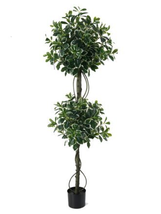 Artificial Tree 50*50*150cm Polyscias *2   in PP pot/1316 lvs GS-30423016 Tree&Plant 3,000+ sqm showroom with thousands of artificial flowers, plants & trees ready for global sourcing.