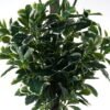 Artificial Tree 50*50*150cm Polyscias *2   in PP pot/1316 lvs GS-30423015 Tree&Plant YeahFlower is one of Chinese leading OEM manufacturers and exporters , supplying the silk flowers, wholesale artificial trees