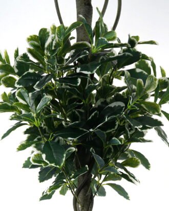 Artificial Tree 50*50*150cm Polyscias *2   in PP pot/1316 lvs GS-30423015 Tree&Plant YeahFlower is one of Chinese leading OEM manufacturers and exporters , supplying the silk flowers, wholesale artificial trees
