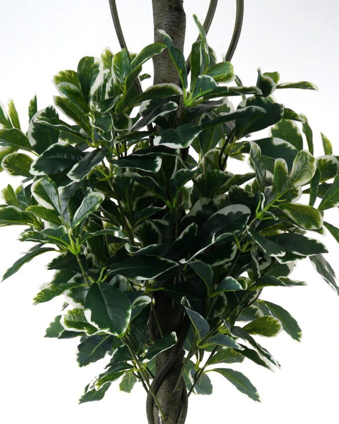 Artificial Tree 50*50*150cm Polyscias *2   in PP pot/1316 lvs GS-30423015 Tree&Plant YeahFlower is one of Chinese leading OEM manufacturers and exporters , supplying the silk flowers, wholesale artificial trees