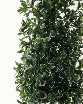Artificial Tree 50*50*150cm Polyscias in PP pot/1692 lvs GS-30423003 Tree&Plant YeahFlower is one of Chinese leading OEM manufacturers and exporters , supplying the silk flowers, wholesale artificial trees Artificial Tree 50*50*150cm Polyscias in PP pot/1692 lvs GS-30423003 Tree&Plant YeahFlower is one of Chinese leading OEM manufacturers and exporters , supplying the silk flowers, wholesale artificial trees