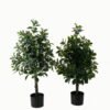 Artificial Tree 40*40*90cm Polyscias in PP pot/564 lvs GS-30423001 Tree&Plant YeahFlower is one of Chinese leading OEM manufacturers and exporters , supplying the silk flowers, wholesale artificial trees