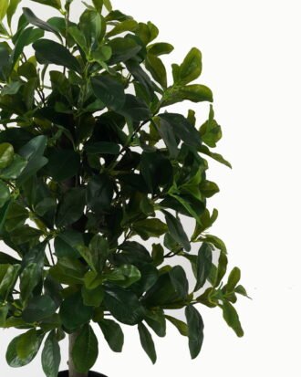 Artificial Tree 40*40*90cm Polyscias in PP pot/564 lvs GS-30423001 Tree&Plant YeahFlower is one of Chinese leading OEM manufacturers and exporters , supplying the silk flowers, wholesale artificial trees Artificial Tree 40*40*90cm Polyscias in PP pot/564 lvs GS-30423001 Tree&Plant YeahFlower is one of Chinese leading OEM manufacturers and exporters , supplying the silk flowers, wholesale artificial trees