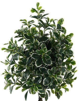 Artificial Tree 50*50*120cm Polyscias in PP pot/752 lvs GS-30423017 Tree&Plant YeahFlower is one of Chinese leading OEM manufacturers and exporters , supplying the silk flowers, wholesale artificial trees Artificial Tree 50*50*120cm Polyscias in PP pot/752 lvs GS-30423017 Tree&Plant YeahFlower is one of Chinese leading OEM manufacturers and exporters , supplying the silk flowers, wholesale artificial trees