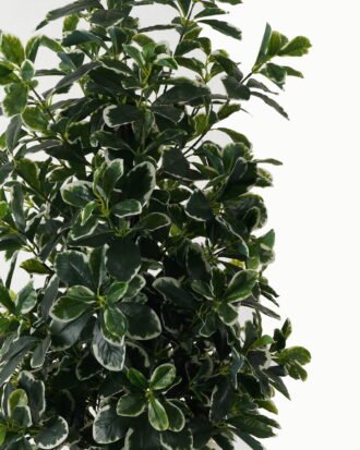 Artificial Tree 45*45*120cm Polyscias in PP pot/940 lvs GS-30423002 Tree&Plant YeahFlower is one of Chinese leading OEM manufacturers and exporters , supplying the silk flowers, wholesale artificial trees Artificial Tree 45*45*120cm Polyscias in PP pot/940 lvs GS-30423002 Tree&Plant YeahFlower is one of Chinese leading OEM manufacturers and exporters , supplying the silk flowers, wholesale artificial trees