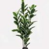 Artificial Tree 75*75*180cm Rubber tree *4 in PP pot/85 lvs GS-30423004 Tree&Plant YeahFlower is one of Chinese leading OEM manufacturers and exporters , supplying the silk flowers, wholesale artificial trees