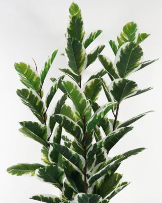 Artificial Tree 75*75*180cm Rubber tree *4 in PP pot/85 lvs GS-30423004 Tree&Plant YeahFlower is one of Chinese leading OEM manufacturers and exporters , supplying the silk flowers, wholesale artificial trees Artificial Tree 75*75*180cm Rubber tree *4 in PP pot/85 lvs GS-30423004 Tree&Plant YeahFlower is one of Chinese leading OEM manufacturers and exporters , supplying the silk flowers, wholesale artificial trees