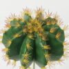 Artificial succulent 25*25*18cm Ball cactus cactus GS-69223001 Succulent YeahFlower is one of Chinese leading OEM manufacturers and exporters , supplying the silk flowers, wholesale artificial trees