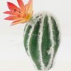 Artificial succulent 8*8*8cm Ball cactus cactus GS-69223004 Succulent YeahFlower is one of Chinese leading OEM manufacturers and exporters , supplying the silk flowers, wholesale artificial trees
