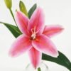 Artificial Flower 26cm Single lily in the glass GS-06923003-R1 Potted Flowers&Plants YeahFlower is one of Chinese leading OEM manufacturers and exporters , supplying the silk flowers, wholesale artificial trees