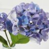Artificial Flower 29cm Hydrangea *2 single steam in the glass GS-06923008-B1 Potted Flowers&Plants YeahFlower is one of Chinese leading OEM manufacturers and exporters , supplying the silk flowers, wholesale artificial trees