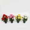 Artificial Flower Begonia in PP pot GS-03323012 Artificial Flower 23*23*34cm Begonia in PP pot GS-03323012 Potted Flowers&Plants YeahFlower is one of Chinese leading OEM manufacturers and exporters , supplying the silk flowers, wholesale artificial trees