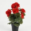 Artificial Flower Begonia in PP pot GS-03323012-P2_5 Artificial Flower 23*23*34cm Begonia in PP pot GS-03323012-P2 Potted Flowers&Plants YeahFlower is one of Chinese leading OEM manufacturers and exporters , supplying the silk flowers, wholesale artificial trees
