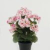 Artificial Flower Begonia in PP pot GS-03323012_3 Artificial Flower 23*23*34cm Begonia in PP pot GS-03323012 Potted Flowers&Plants YeahFlower is one of Chinese leading OEM manufacturers and exporters , supplying the silk flowers, wholesale artificial trees