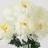 Artificial Flower Chrysanthemum 7 bush GS-18323001-W1_8 Artificial Flower 28*28*57cm Chrysanthemum *7 bush GS-18323001-W1 Flowers Bush YeahFlower is one of Chinese leading OEM manufacturers and exporters , supplying the silk flowers, wholesale artificial trees