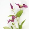 Artificial Flower Clematis 2 single stem GS-53623023_3 Artificial Flower 15*15*70cm Clematis *2 single stem GS-53623023 Single Flowers YeahFlower is one of Chinese leading OEM manufacturers and exporters , supplying the silk flowers, wholesale artificial trees
