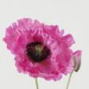 Artificial Flower 18*18*70cm Coquelicot *2 single stem GS-53623051-Z1 Single Flowers YeahFlower is one of Chinese leading OEM manufacturers and exporters , supplying the silk flowers, wholesale artificial trees