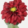Artificial Flower Dahlia single stem GS-53623014-R2_6 Artificial Flower 12*12*50cm Dahlia single stem GS-53623014-R2 Single Flowers YeahFlower is one of Chinese leading OEM manufacturers and exporters , supplying the silk flowers, wholesale artificial trees