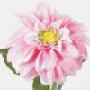 Artificial Flower 12*12*50cm Dahlia single stem GS-53623014 Single Flowers YeahFlower is one of Chinese leading OEM manufacturers and exporters , supplying the silk flowers, wholesale artificial trees