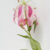 Artificial Flower Flame lily 2 single stem GS-53623019-P1_3 Artificial Flower 15*15*69cm Flame lily *2 single stem GS-53623019-P1 Single Flowers YeahFlower is one of Chinese leading OEM manufacturers and exporters , supplying the silk flowers, wholesale artificial trees