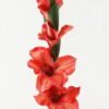 Artificial Flower 10*10*87cm Gladiolus single stem GS-53623004-R1 Single Flowers YeahFlower is one of Chinese leading OEM manufacturers and exporters , supplying the silk flowers, wholesale artificial trees