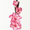 Artificial Flower Gladiolus single stem GS-53623004-R3_5 Artificial Flower 10*10*87cm Gladiolus single stem GS-53623004-R3 Single Flowers YeahFlower is one of Chinese leading OEM manufacturers and exporters , supplying the silk flowers, wholesale artificial trees