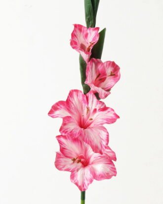Artificial Flower 10*10*87cm Gladiolus single stem GS-53623004-R3 Single Flowers YeahFlower is one of Chinese leading OEM manufacturers and exporters , supplying the silk flowers, wholesale artificial trees Artificial Flower 10*10*87cm Gladiolus single stem GS-53623004-R3 Single Flowers YeahFlower is one of Chinese leading OEM manufacturers and exporters , supplying the silk flowers, wholesale artificial trees