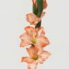 Artificial Flower Gladiolus single stem GS-53623004_2 Artificial Flower 10*10*87cm Gladiolus single stem GS-53623004 Single Flowers YeahFlower is one of Chinese leading OEM manufacturers and exporters , supplying the silk flowers, wholesale artificial trees