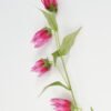 Artificial Flower 12*12*74cm Gloriosa *4 single stem GS-53623022-R1 Single Flowers YeahFlower is one of Chinese leading OEM manufacturers and exporters , supplying the silk flowers, wholesale artificial trees