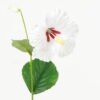 Artificial Flower Hibiscus 2 single stem GS-53623018-W1_6 Artificial Flower 15*15*68cm Hibiscus *2 single stem GS-53623018-W1 Single Flowers YeahFlower is one of Chinese leading OEM manufacturers and exporters , supplying the silk flowers, wholesale artificial trees